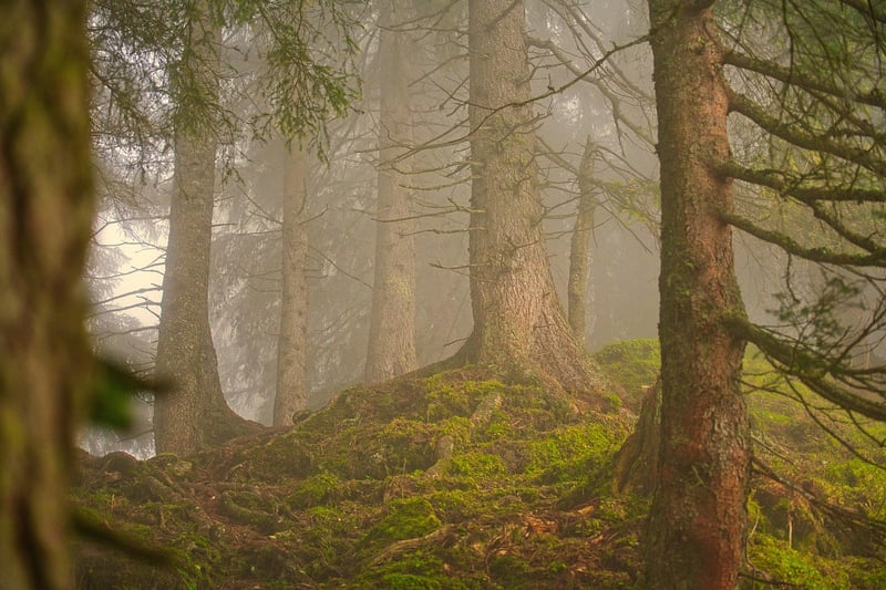 Enchanting Forest Clearing